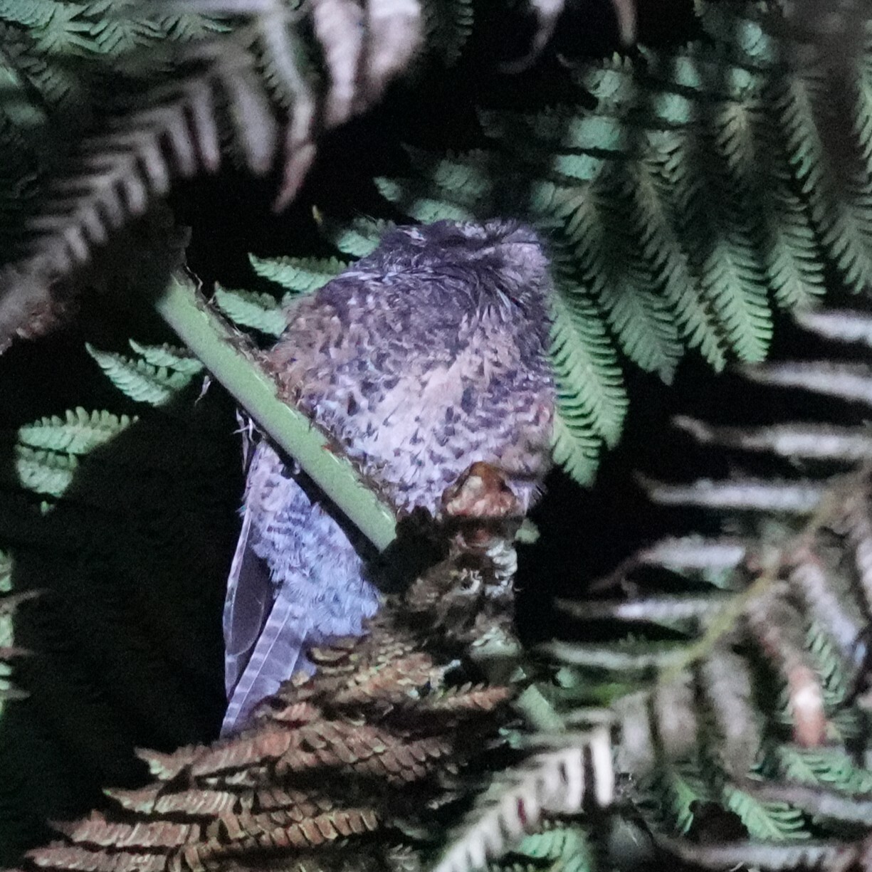 Mountain Owlet-nightjar (Aegotheles albertisi), photo 4
