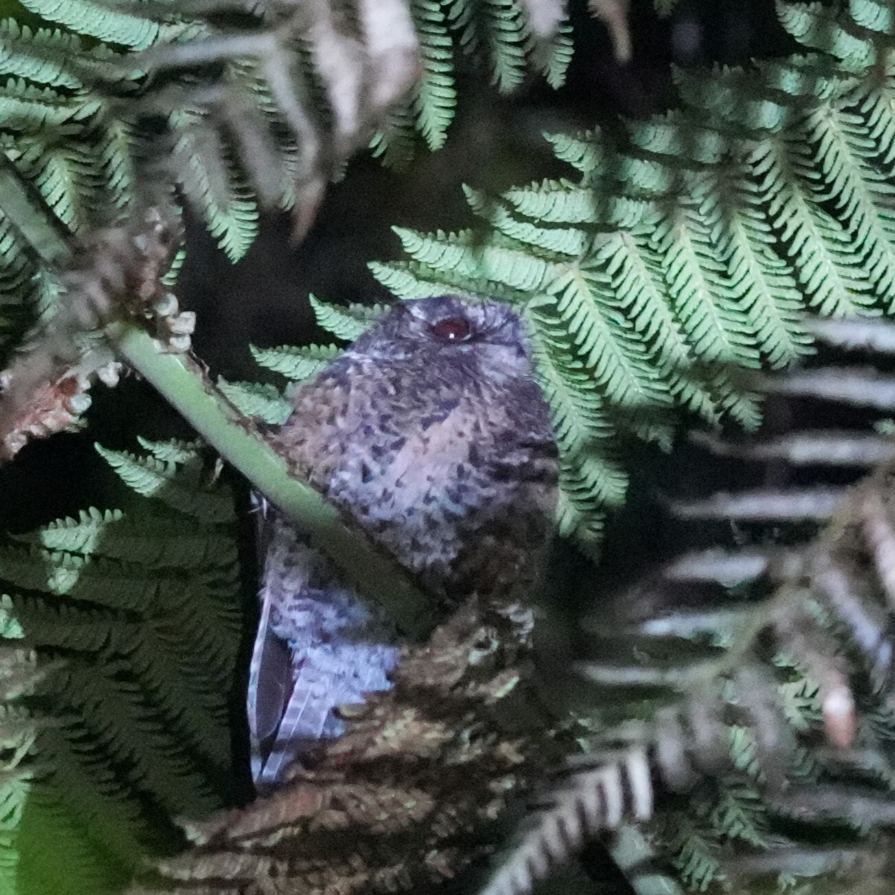 Mountain Owlet-nightjar (Aegotheles albertisi), photo 5