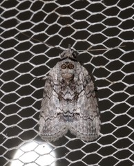 Nycteola polycyma