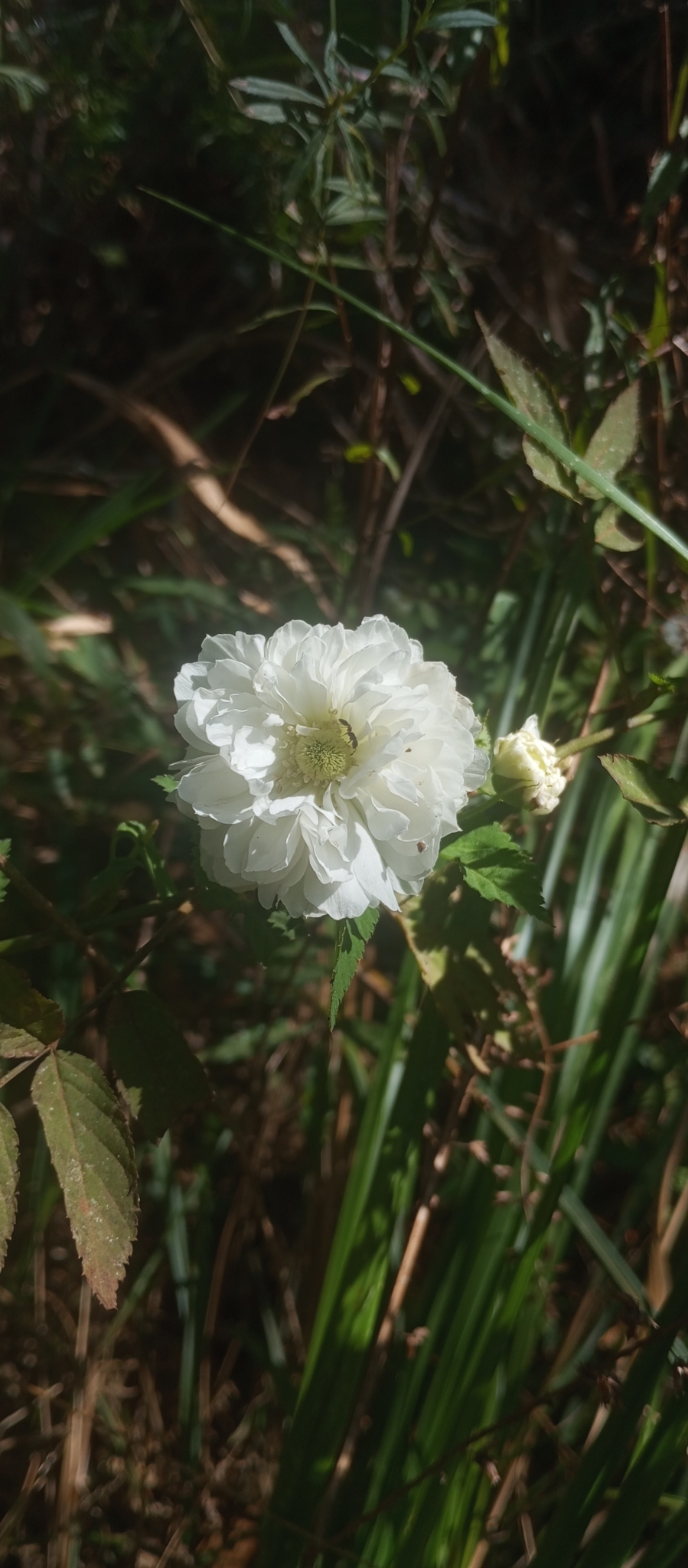 Rubus rosifolius