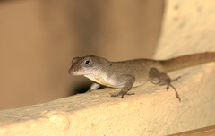 Anolis jubar