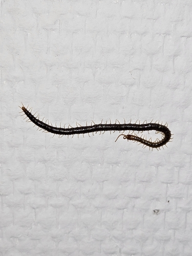 Luminous Centipede, 9971 CT Ulrum, Nederland, photo 6 of 10
