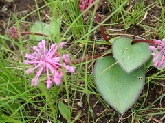 Ledebouria sandersonii