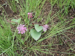 Ledebouria sandersonii