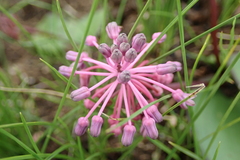 Ledebouria sandersonii