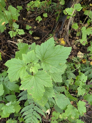 northern redcurrant (Ribes triste)