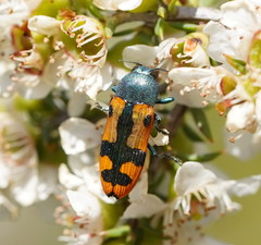 Castiarina scalaris