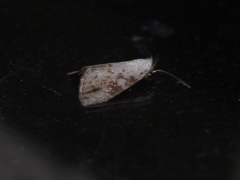 Chorsia