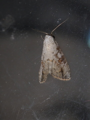 Chorsia