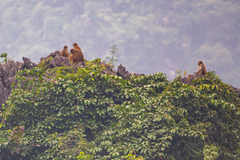 Macaca
