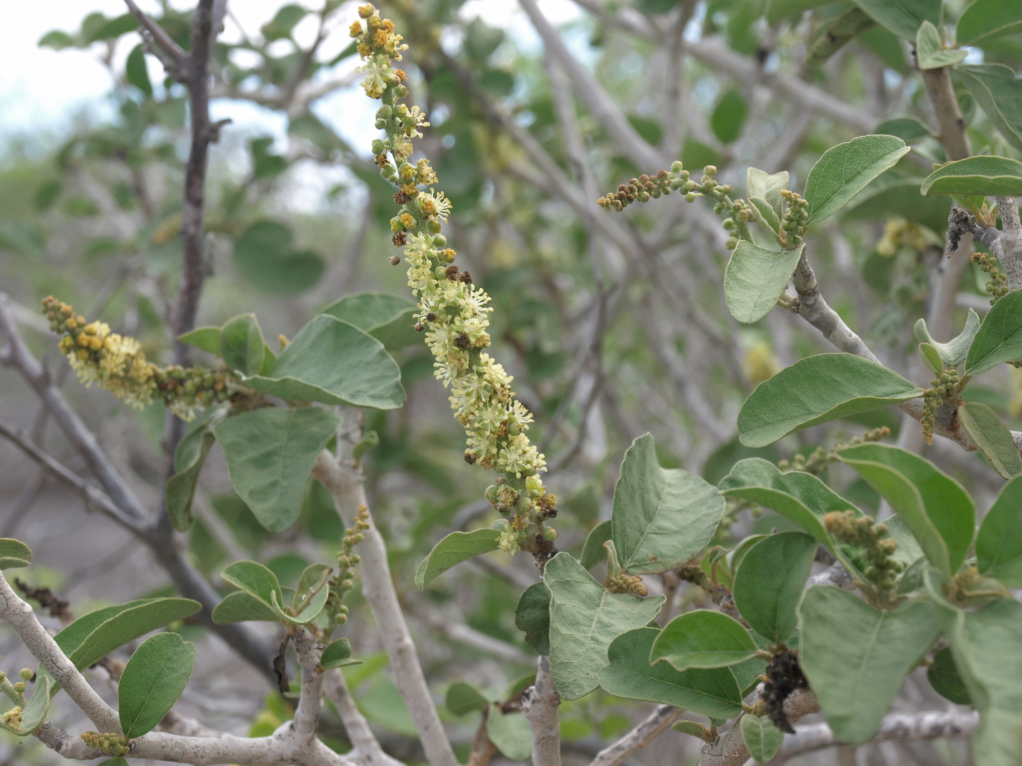 Croton scouleri var. scouleri