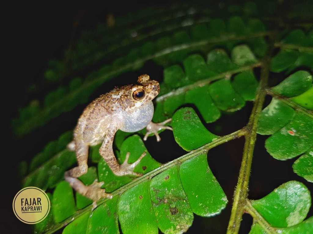 Mandailing Puppet Toad