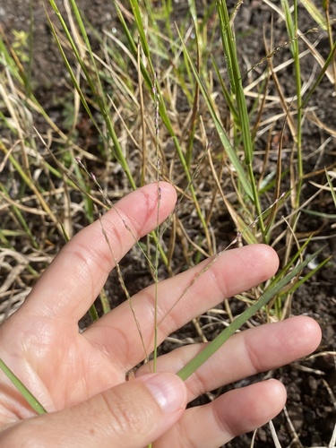 Panicum repens observed 2025-09-23