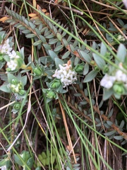 Pimelea prostrata ventosa