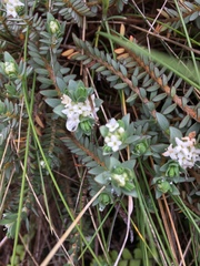 Pimelea prostrata ventosa