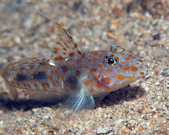 Fusigobius inframaculatus