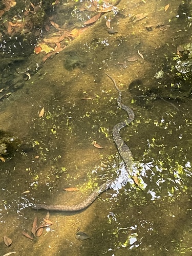 Arafura File Snake sighting