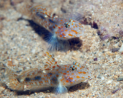 Fusigobius inframaculatus