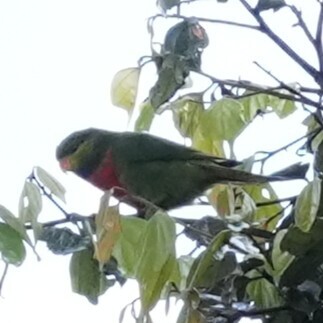 Orange-billed Lorikeet (Neopsittacus pullicauda)