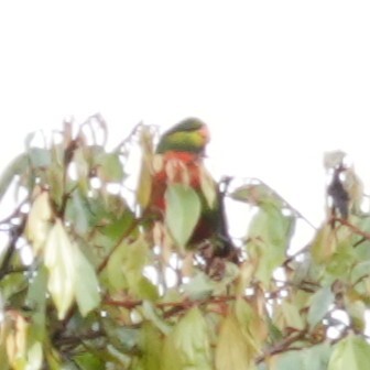 Orange-billed Lorikeet (Neopsittacus pullicauda), photo 2