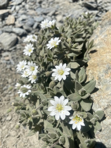 Cerastium pyrenaicum, photograph 1