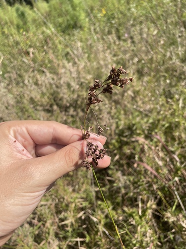 Elliott's beaksedge (Rhynchospora elliottii)