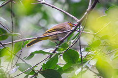 Pycnonotus finlaysoni