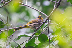 Pycnonotus finlaysoni