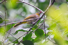 Pycnonotus finlaysoni