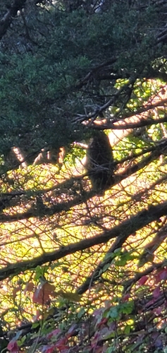 View observation of {o.common_name} on iNaturalist