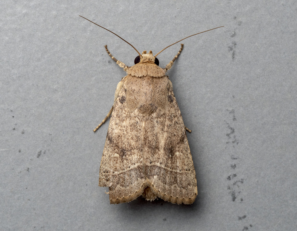 Proxenus nonagrica
