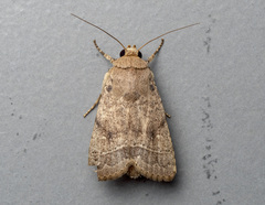 Athetis nonagrica