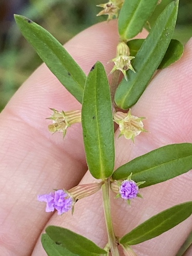 Lythrum maritimum