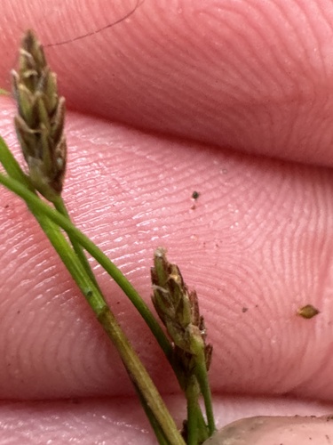 Matted Spikerush (Eleocharis intermedia)