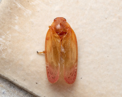 Eoscarta liternoides