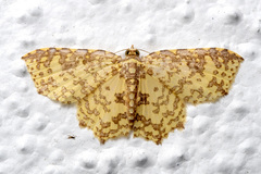 Polynesia curtitibia