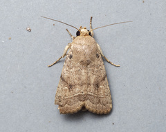 Athetis nonagrica