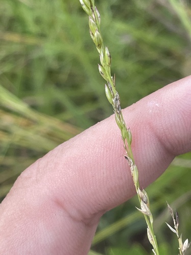 Peanutgrass (Amphicarpum amphicarpon)