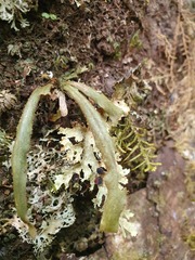 Notogrammitis pseudociliata