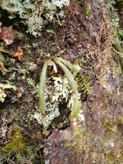 Notogrammitis pseudociliata