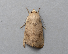Athetis nonagrica