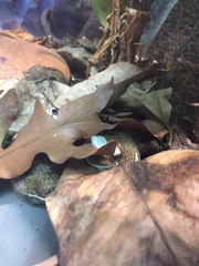 Trachycephalus resinifictrix