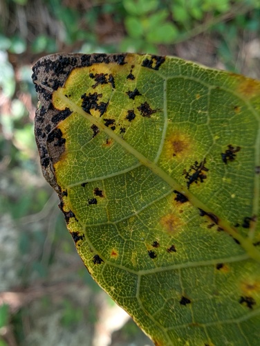 Phyllachora fici-pumilae