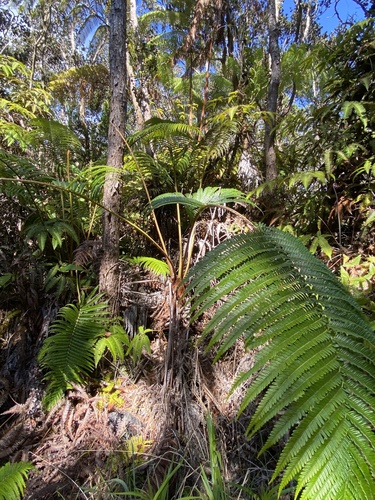 Sadleria souleyetiana observed 2025-09-23