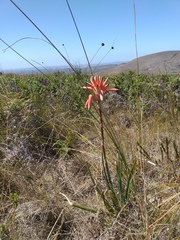 Aloe micracantha