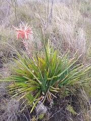 Aloe micracantha