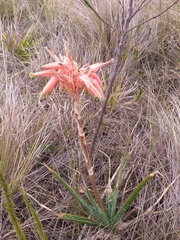 Aloe micracantha