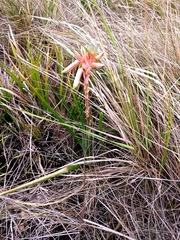 Aloe micracantha