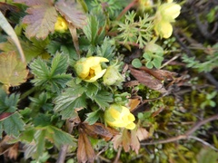 Potentilla verna