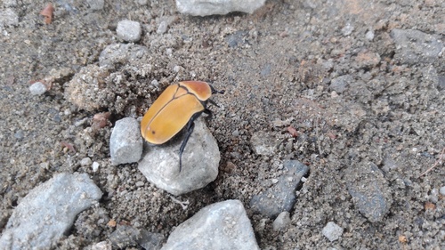 Pachnoda marginata aurantia
